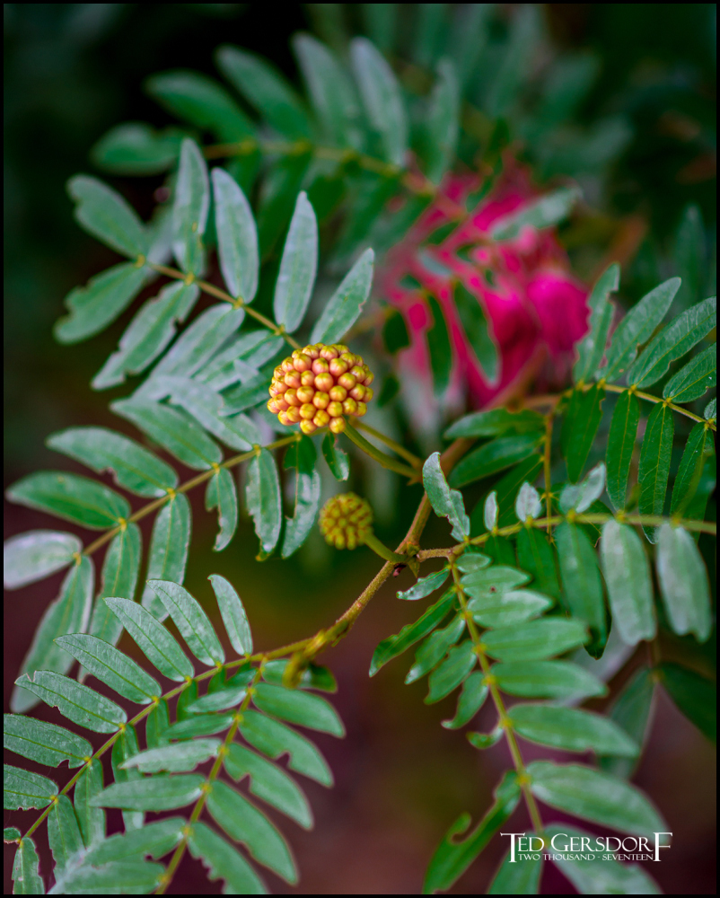 2-9-17 DFB Arboretum  (1 of 1)-12Small_2570CMA  1-11-17.JPG