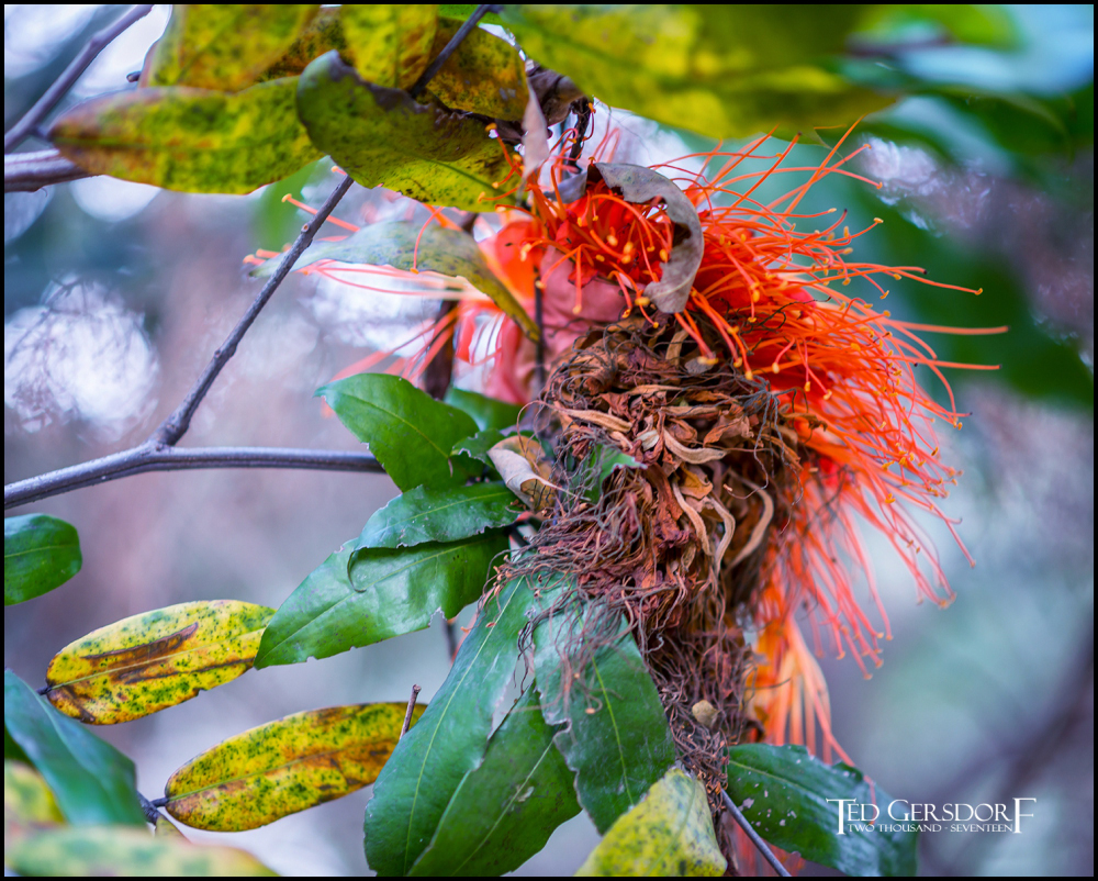 2-9-17 DFB Arboretum  (1 of 1)-14Small_2572CMA  1-11-17.JPG