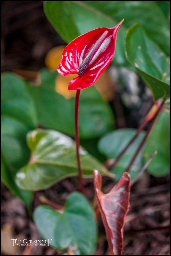 2-9-17 DFB Arboretum  (1 of 1)-16Small_2574CMA  1-11-17.JPG