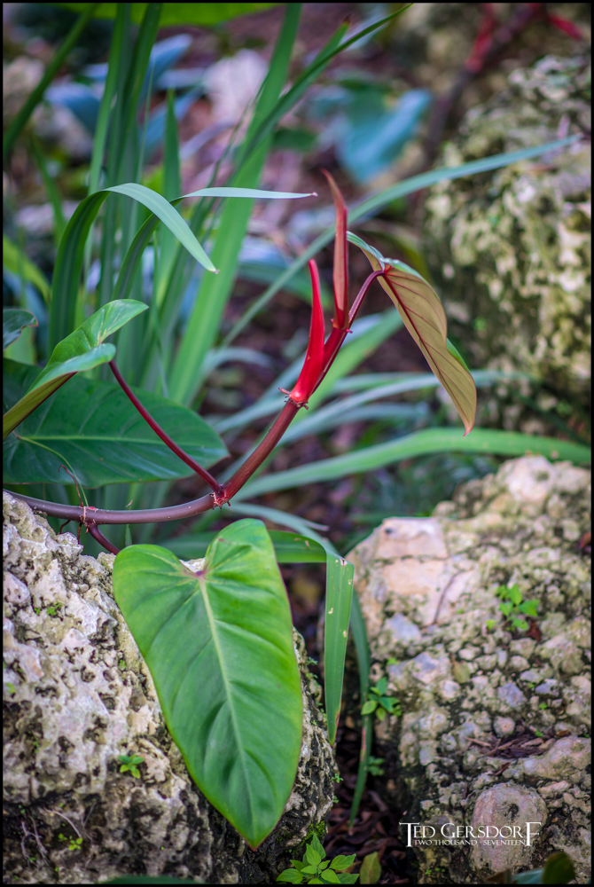 2-9-17 DFB Arboretum  (1 of 1)-17Small_2575CMA  1-11-17.JPG
