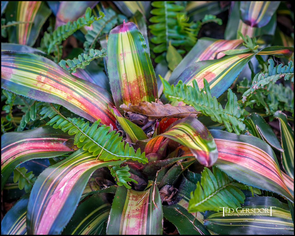 2-9-17 DFB Arboretum  (1 of 1)-19Small_2577CMA  1-11-17.JPG