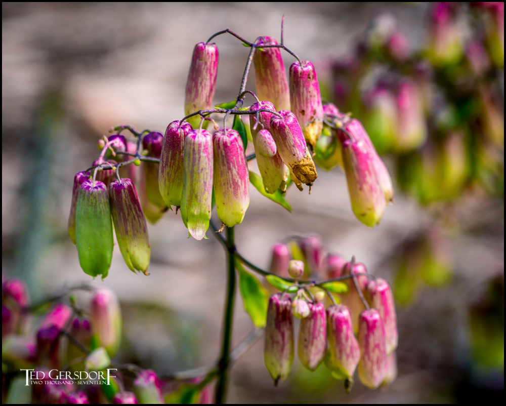 2-9-17 DFB Arboretum  (1 of 1)-24Small_2582CMA  1-11-17.JPG