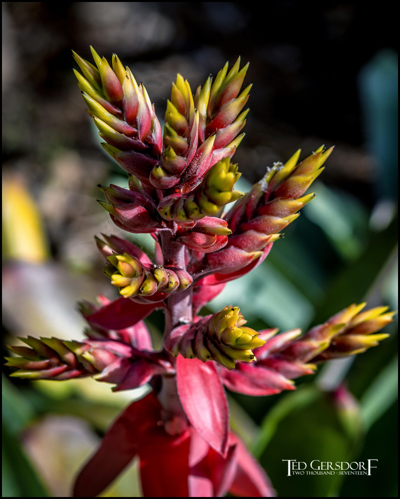 2-9-17 DFB Arboretum  (1 of 1)-2Small_2560CMA  1-11-17.JPG