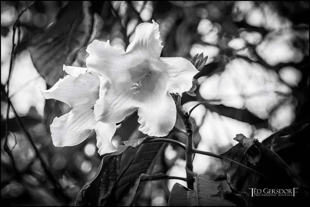 2-9-17 DFB Arboretum  (1 of 1)-5BW.jpg