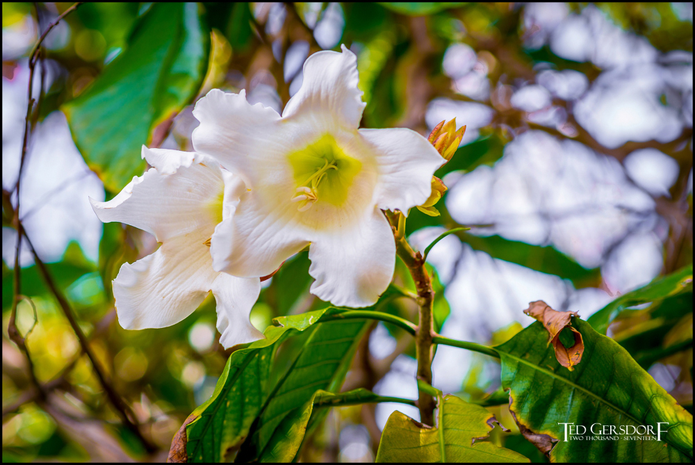 2-9-17 DFB Arboretum  (1 of 1)-5Small_2563CMA  1-11-17.JPG