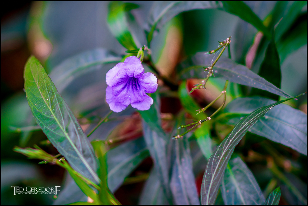 2-9-17 DFB Arboretum  (1 of 1)-7Small_2565CMA  1-11-17.JPG