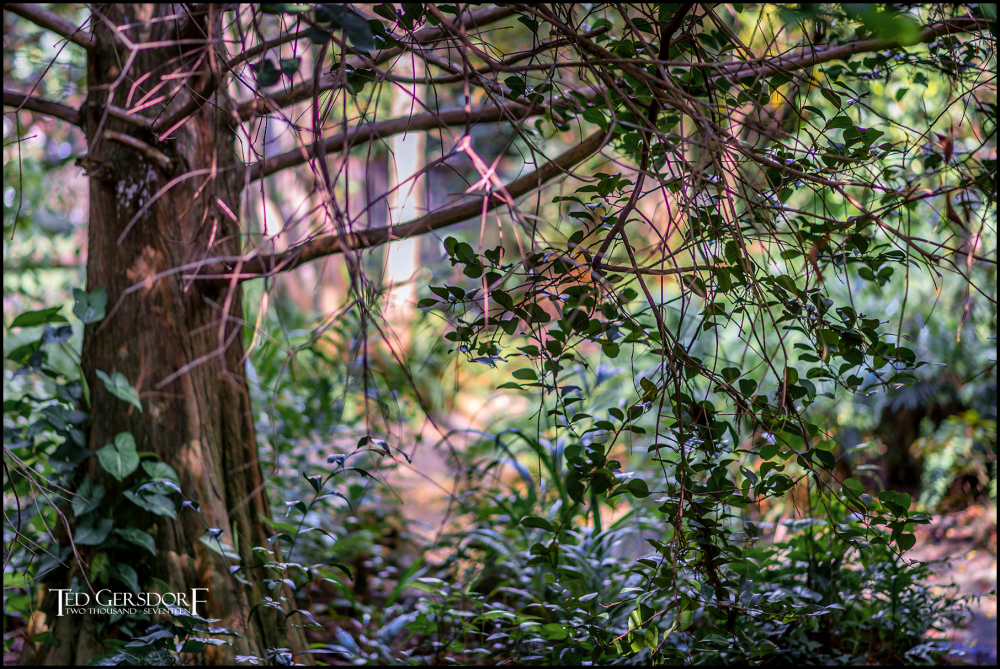 2-9-17 DFB Arboretum  (1 of 1)-8Small_2566CMA  1-11-17.JPG
