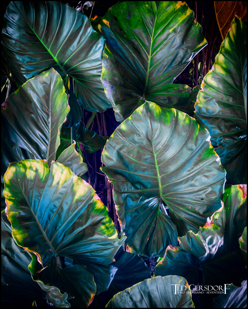 2-9-17 DFB Arboretum  (1 of 1)-9Small_2567CMA  1-11-17.JPG