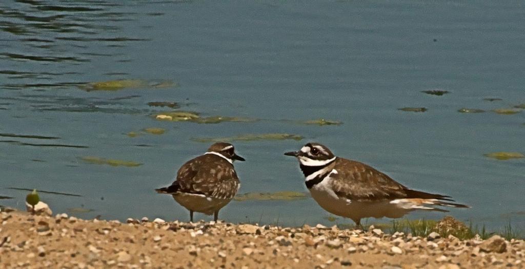2 kildeer.jpg