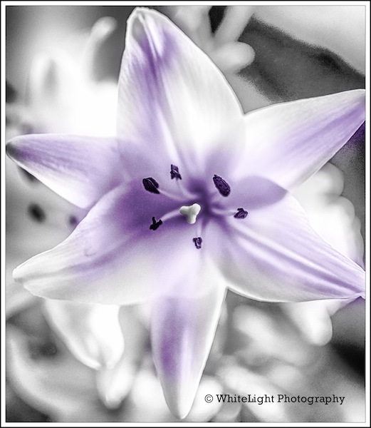 20130119-DSC_6241_HDR-2_WLP.jpg