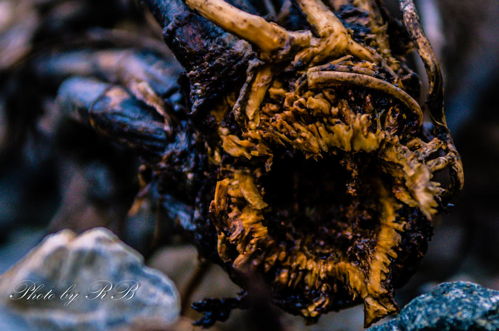 20130129-_1RB2746.jpg