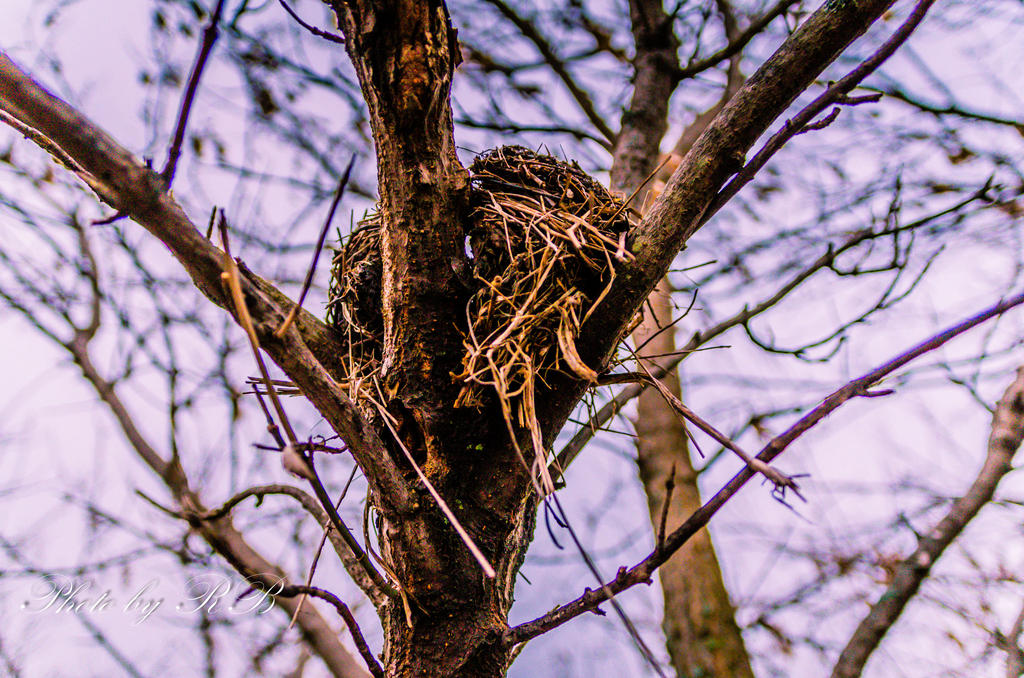 20130129-_1RB2748.jpg