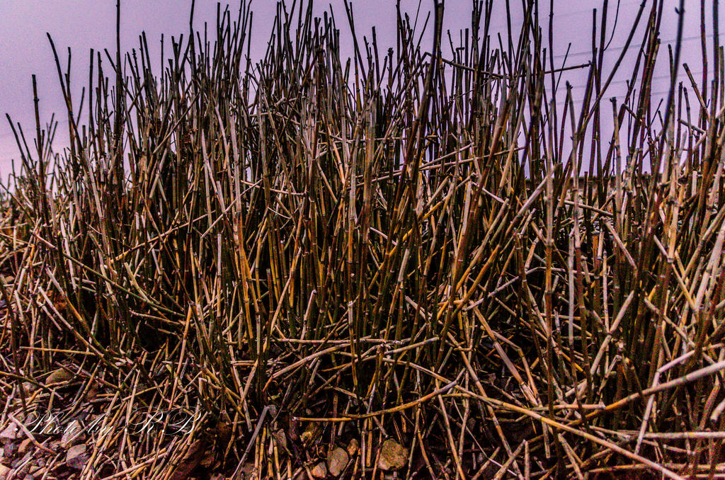 20130129-_1RB2749.jpg