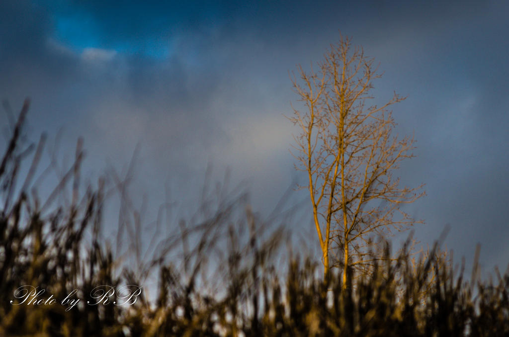 20130131-_1RB2760.jpg