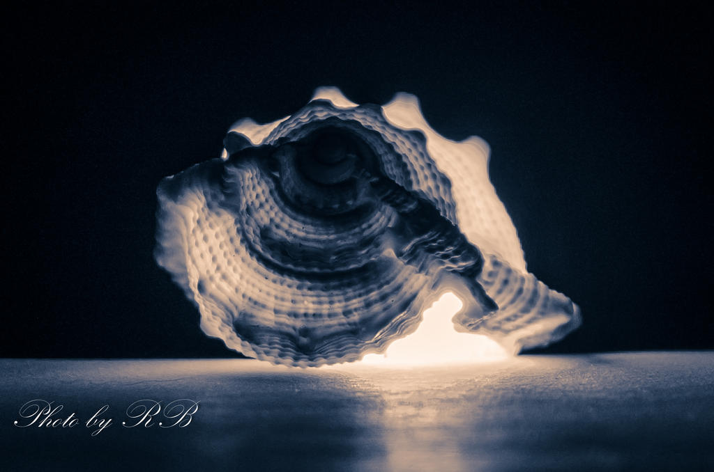 20130204-_1RB2795.jpg