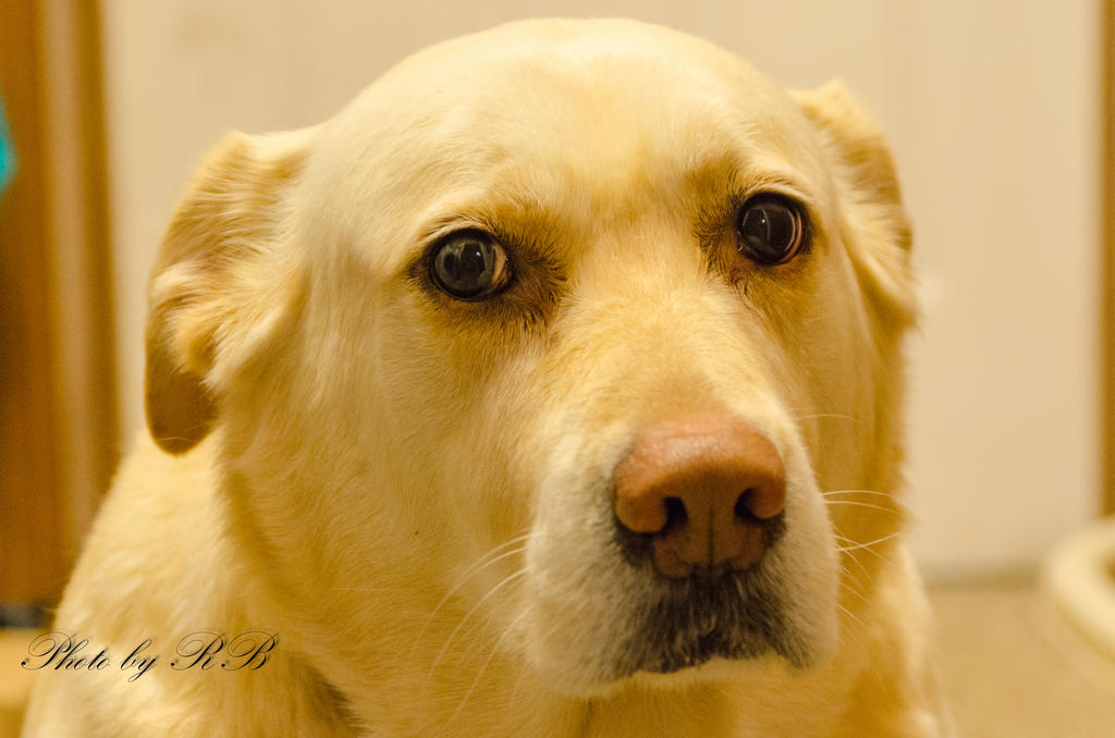 20130207-_1RB2831.jpg