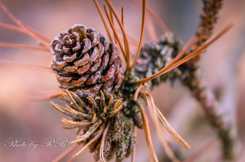 20130217-_1RB2920.jpg