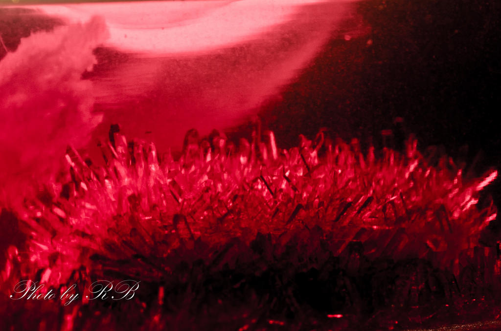 20130225-_1RB3044.jpg