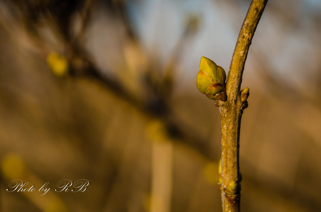 20130308-_1RB3199.jpg