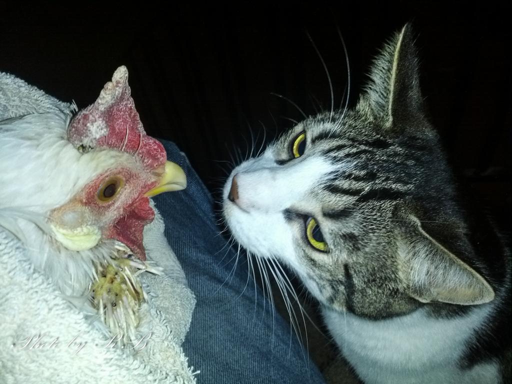 20130316-Kitten and Avery.jpg