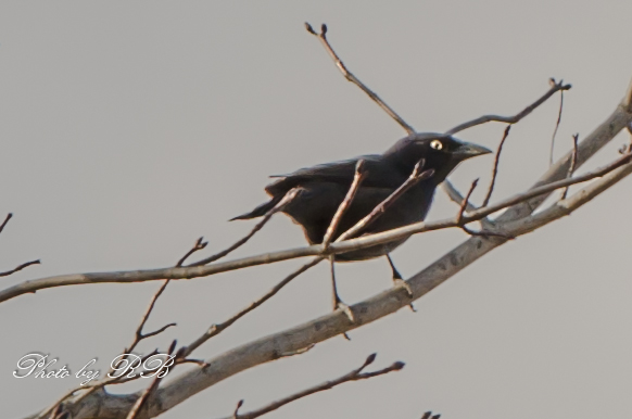 20130323-_1RB3373.jpg
