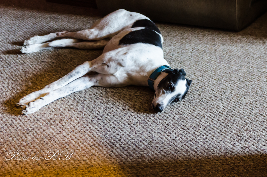 20130403-_1RB3621.jpg