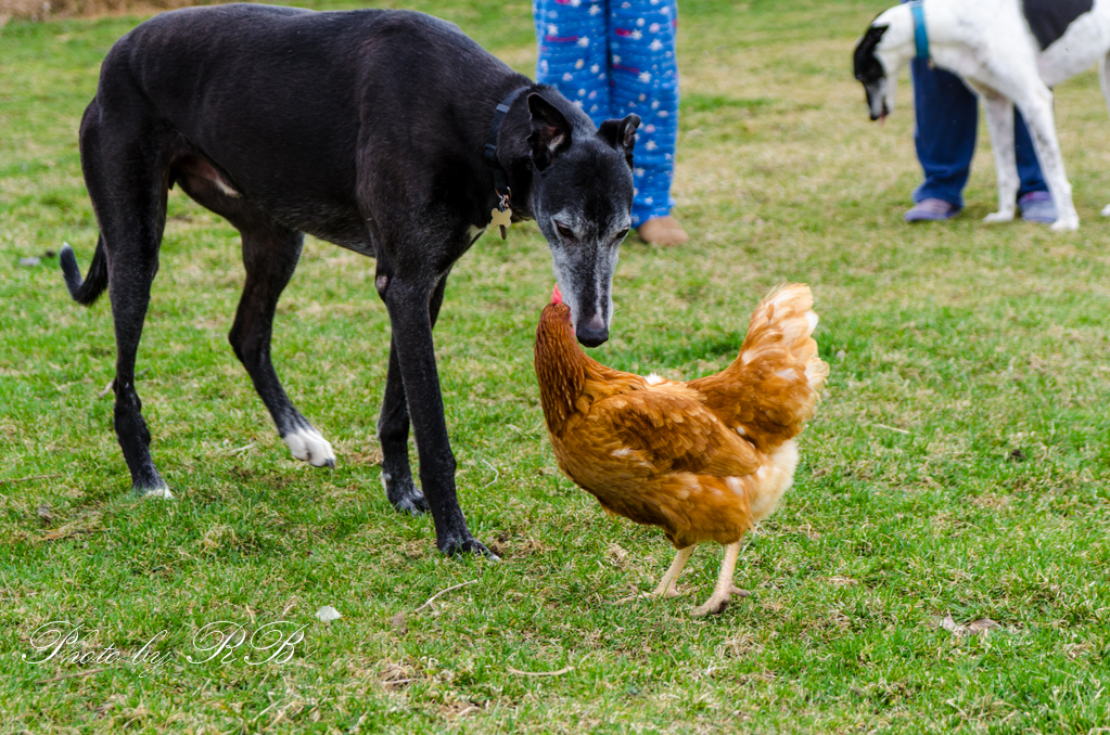 20130409-_1RB3683.jpg