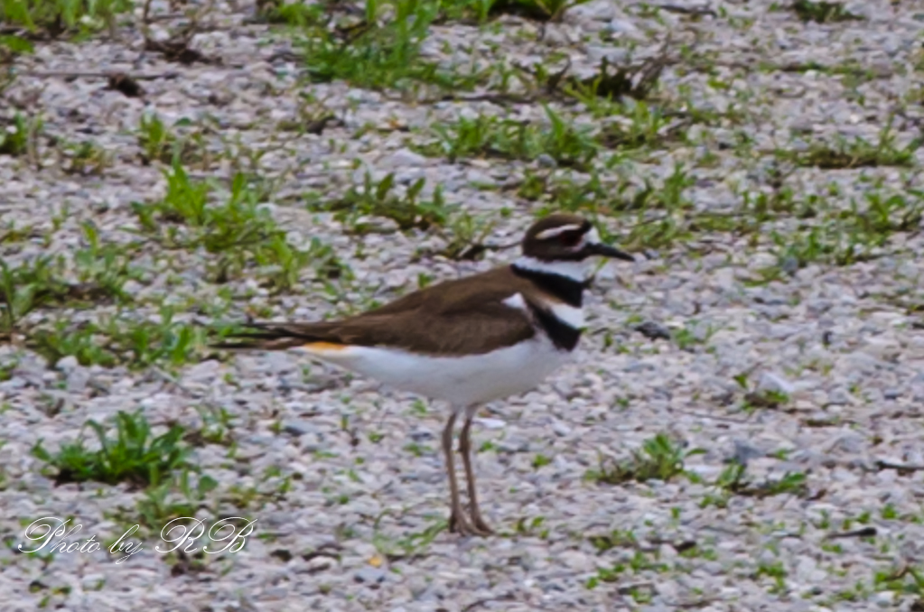 20130420-_1RB4398.jpg