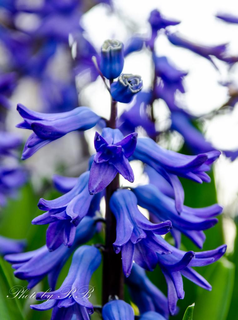 20130421-_1RB4403.jpg