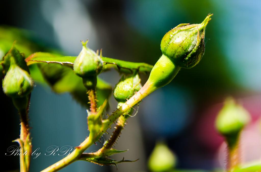 20130522-_1RB4807.jpg