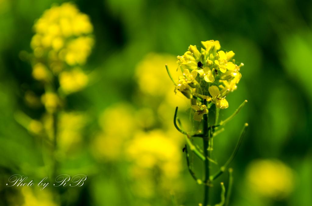 20130523-_1RB4805.jpg