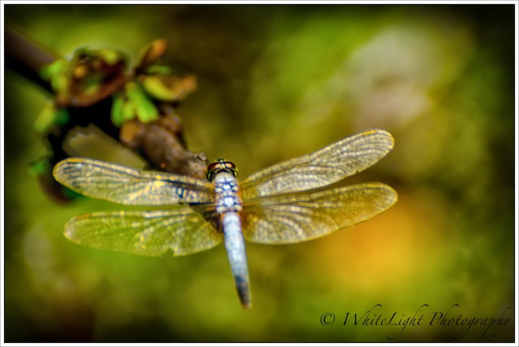 20130524-DSC_7350-2_WLP.jpg