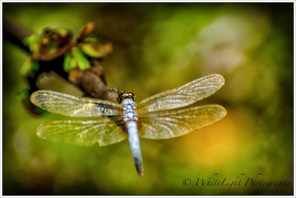20130524-DSC_7350-2_WLP.jpg