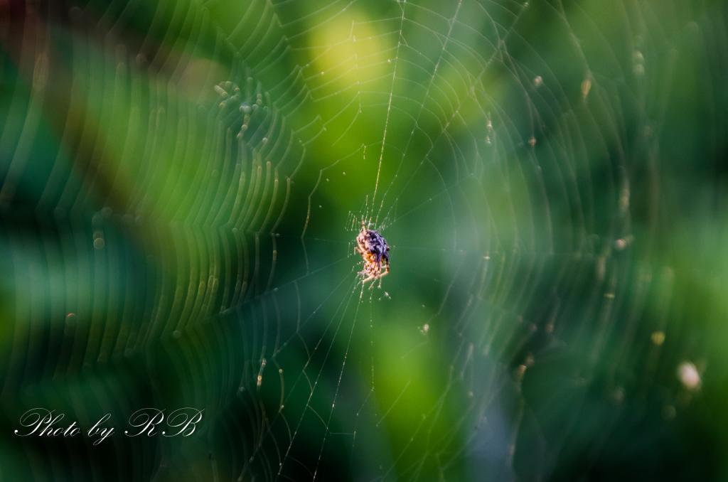 20130603-_1RB5311.jpg