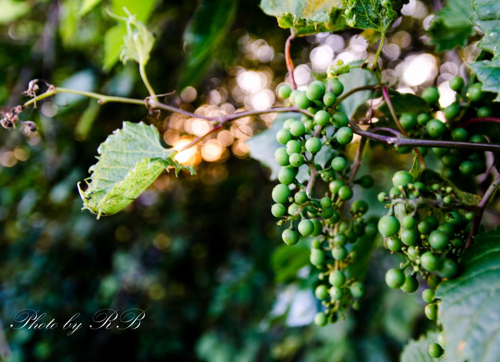 20130619-_1RB5732.jpg