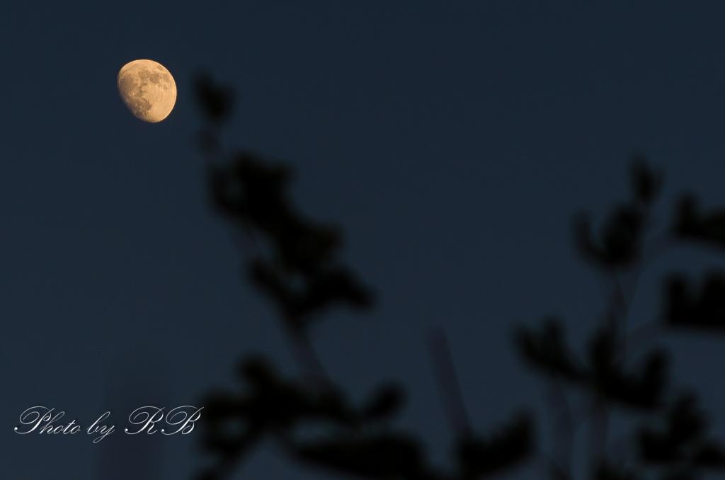 20130619-_1RB5759.jpg