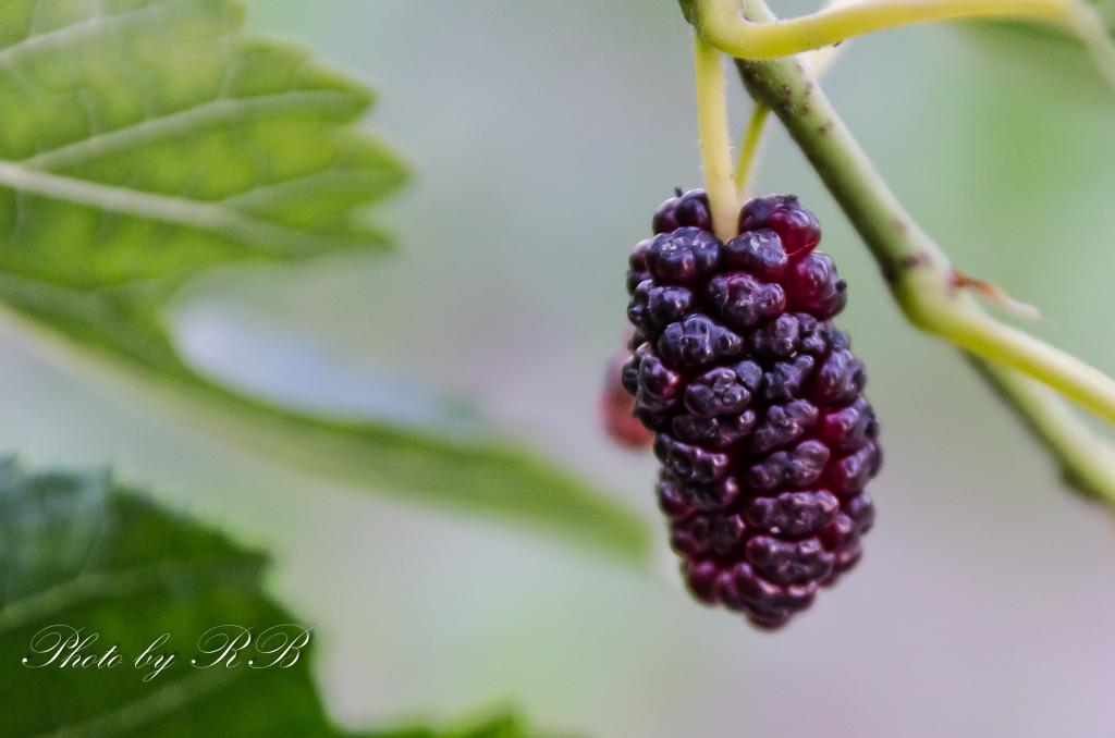 20130619-_1RB5765.jpg