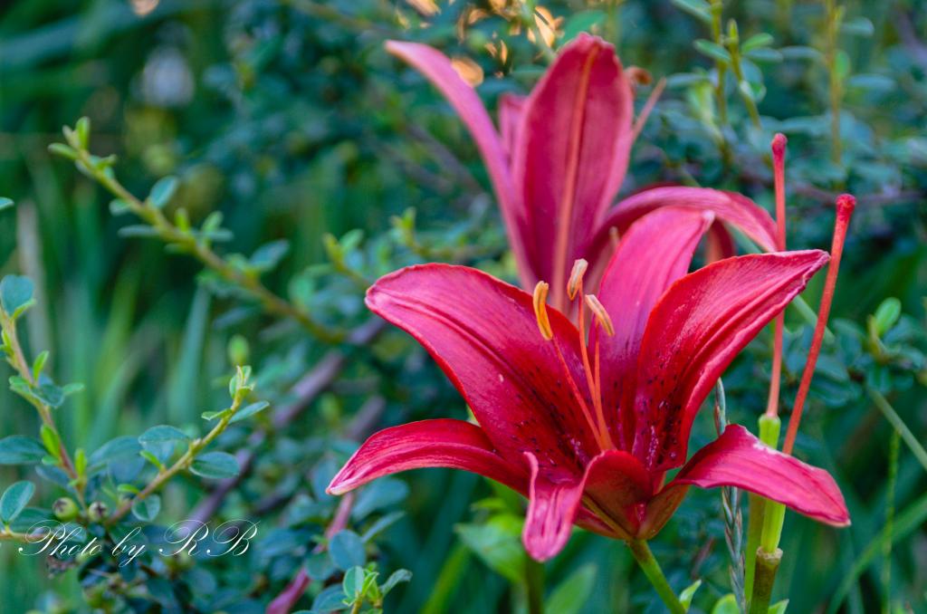 20130710-_1RB8408.jpg