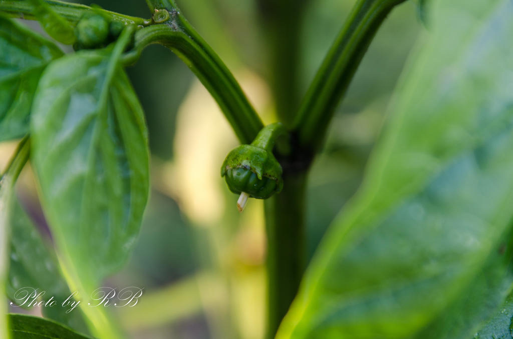 20130715-_1RB8480.jpg