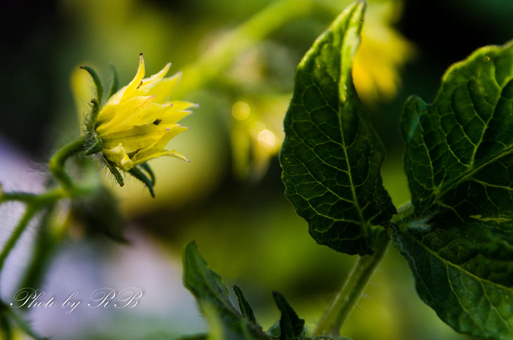 20130715-_1RB8483.jpg