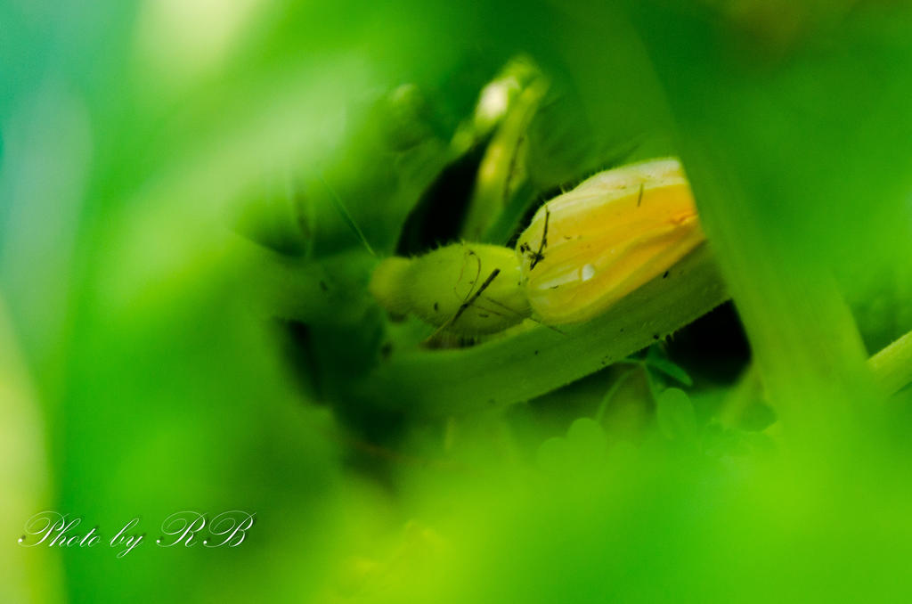 20130715-_1RB8485.jpg