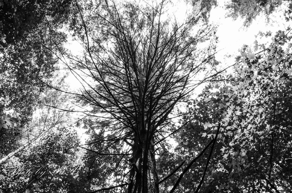 20130718-_1RB8583.jpg