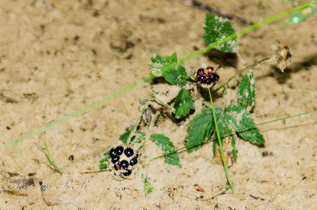 20130721-_1RB8607.jpg