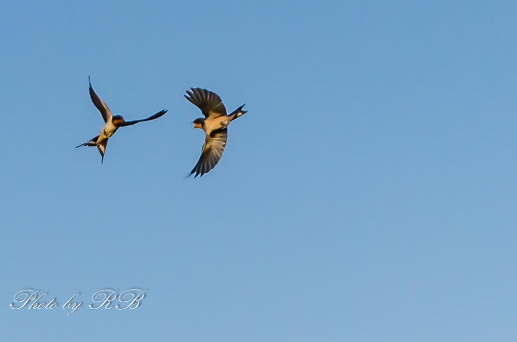 20130722-_1RB8709.jpg