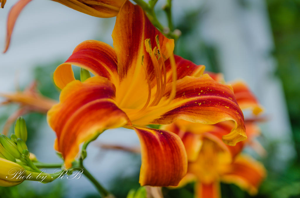 20130724-_1RB8725.jpg