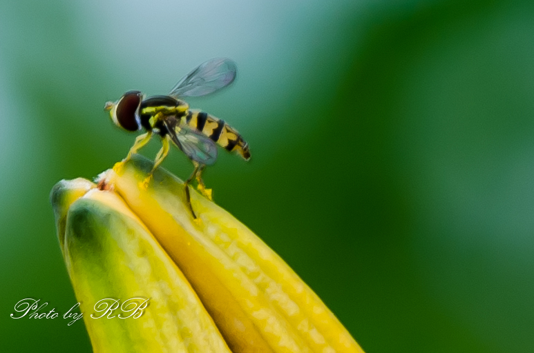 20130724-_1RB8729.jpg