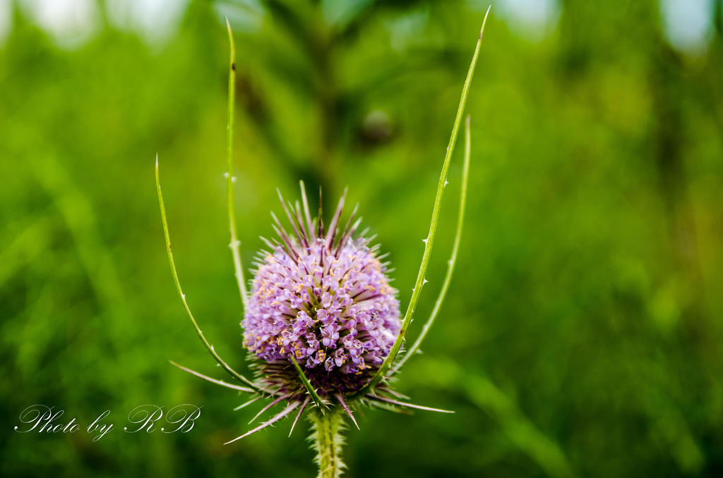 20130726-_1RB8734.jpg