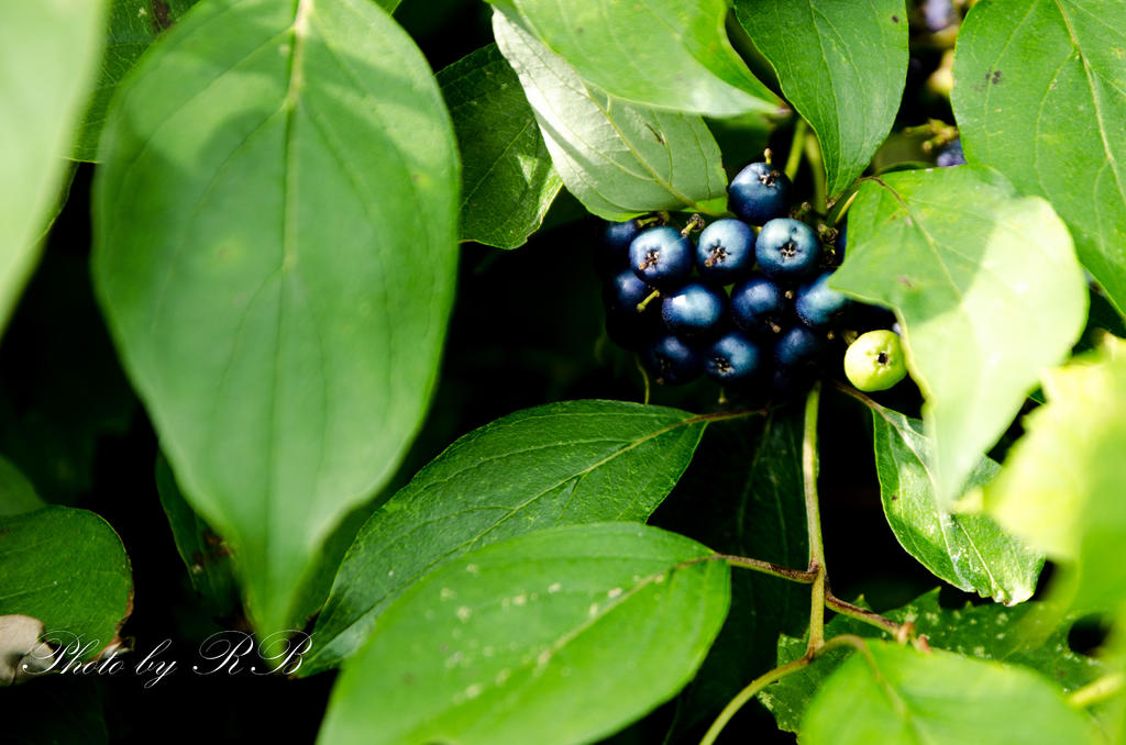 20130727-_1RB8745.jpg
