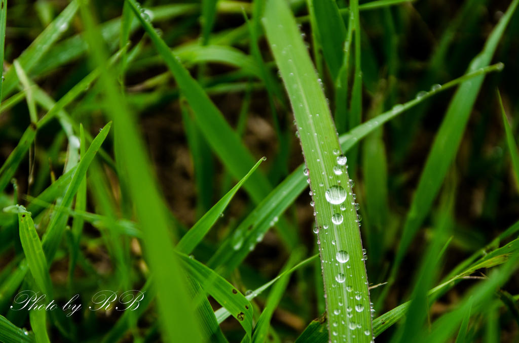 20130731-_1RB8772.jpg