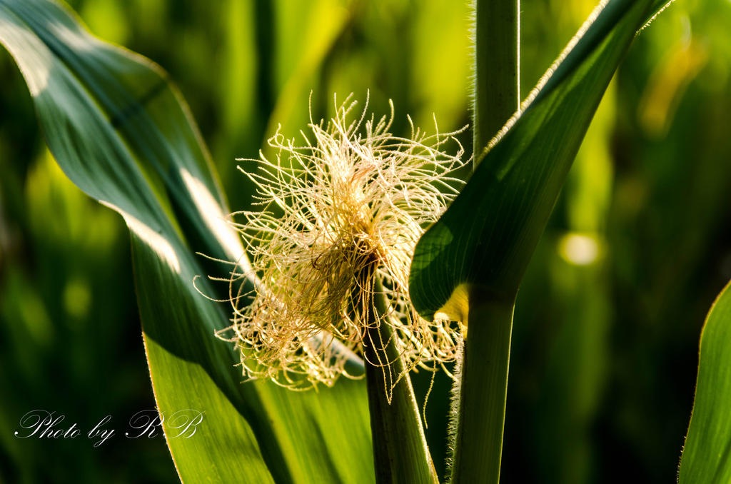 20130801-_1RB8777.jpg